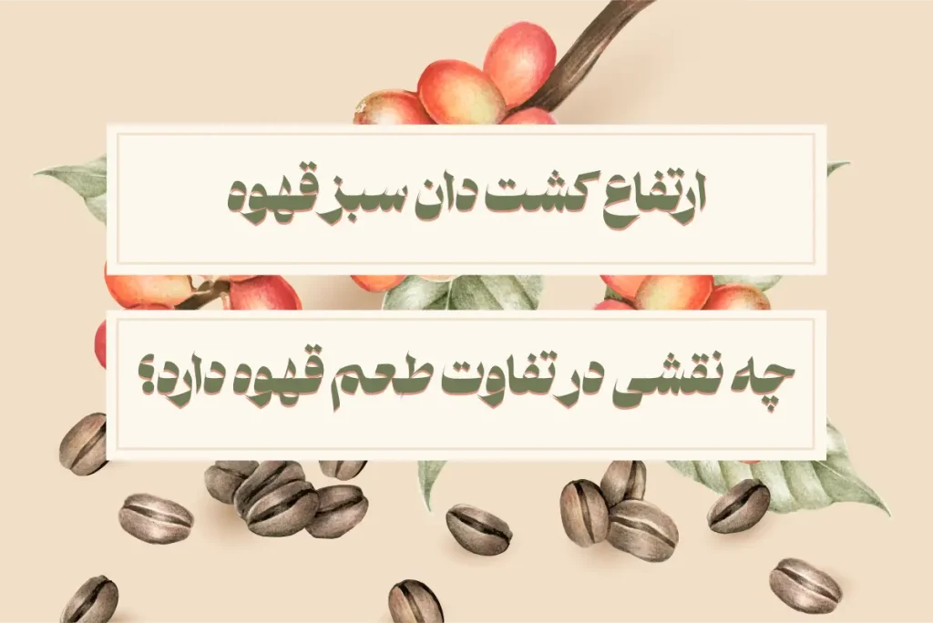 ارتفاع کشت دان سبز قهوه