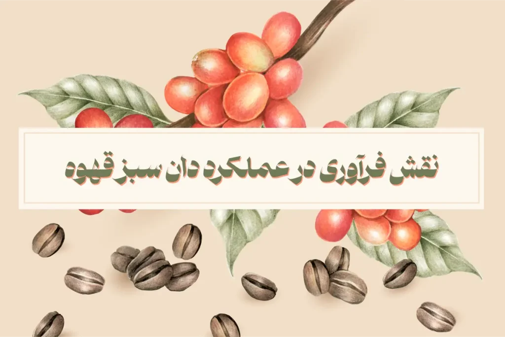 نقش فرآوری در عملکرد دان سبز قهوه